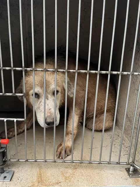 Photo of Wilson, adoptable Great Pyrenees mix in Oklahoma City, Oklahoma