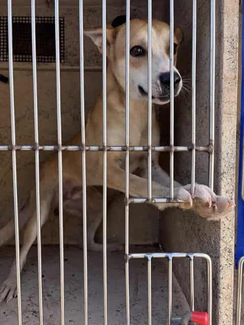 Photo of Petey, adoptable Carolina Dog mix in Oklahoma City, Oklahoma