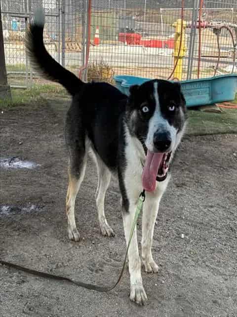 Photo of Senior Husky mix, adoptable Husky mix in Devore, California