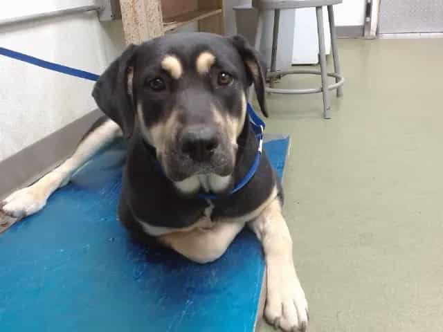Photo of Senior Rottweiler, adoptable Rottweiler in Devore, California