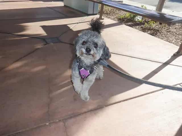 Photo of Senior Poodle - Miniature, adoptable Poodle - Miniature in San José, California