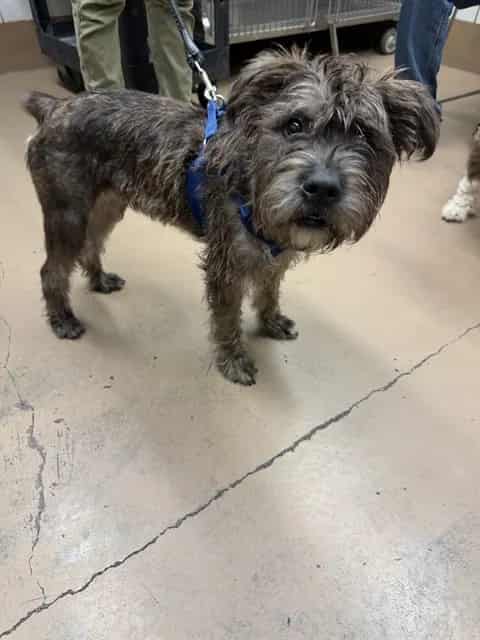 Photo of Senior Schnauzer - Miniature mix, adoptable Schnauzer - Miniature mix in Chicago, Illinois