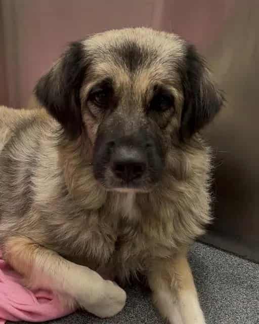 Photo of Serena, adoptable Anatolian Shepherd