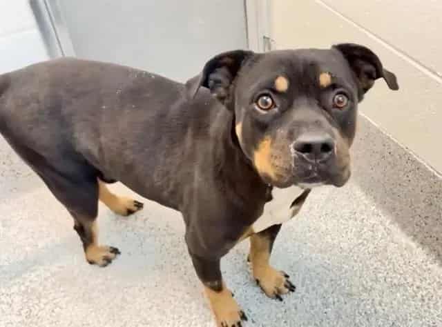 Photo of Chief, adoptable Rottweiler mix in Houston, Texas