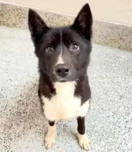 Photo of Senior Border Collie and Siberian Husky, adoptable Border Collie and Siberian Husky in Houston, Texas