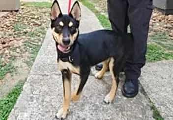 Photo of Odysseus, adoptable Australian Kelpie mix in Houston, Texas