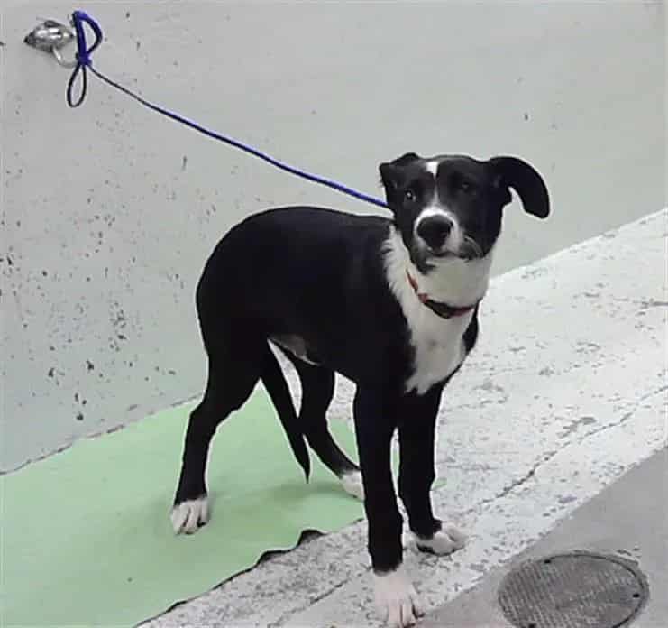Photo of Buddy, adoptable Border Collie mix in Houston, Texas