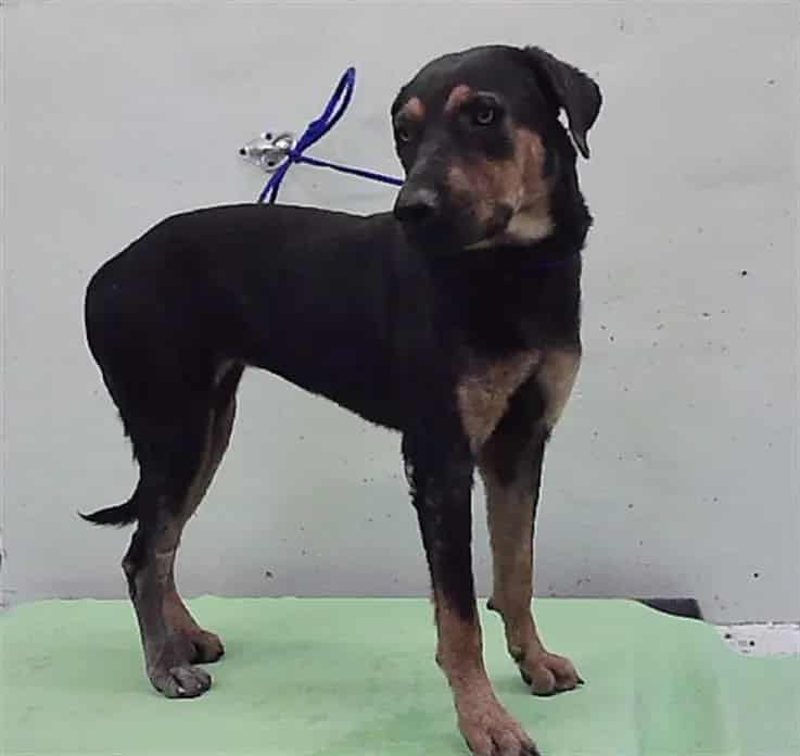 Photo of Shadow, adoptable Labrador Retriever mix in Houston, Texas