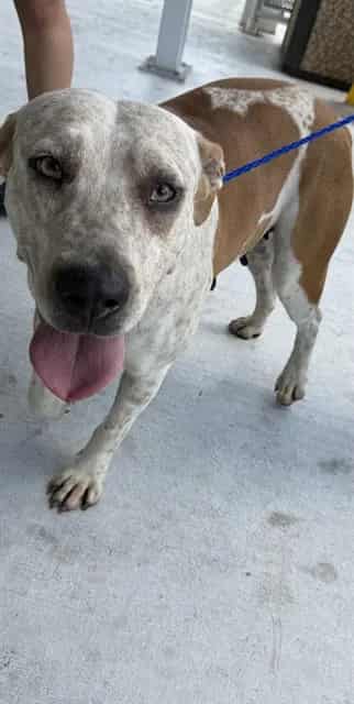 Photo of Linna, adoptable American Bulldog mix in Miami, Florida