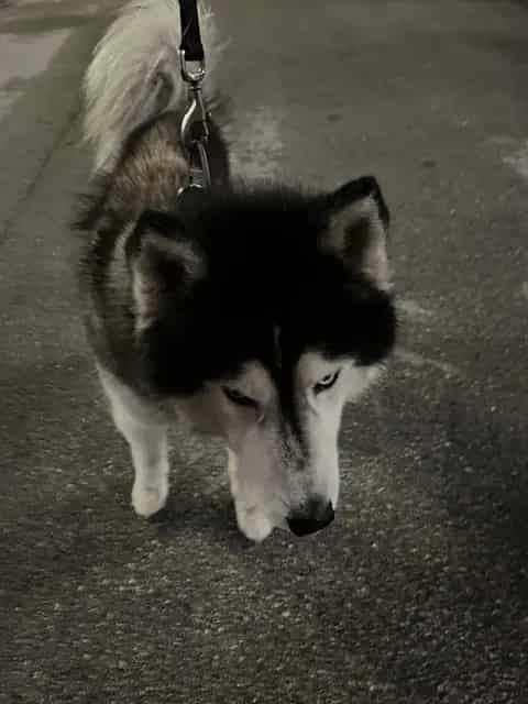 Photo of Loxi, adoptable Siberian Husky in Miami, Florida