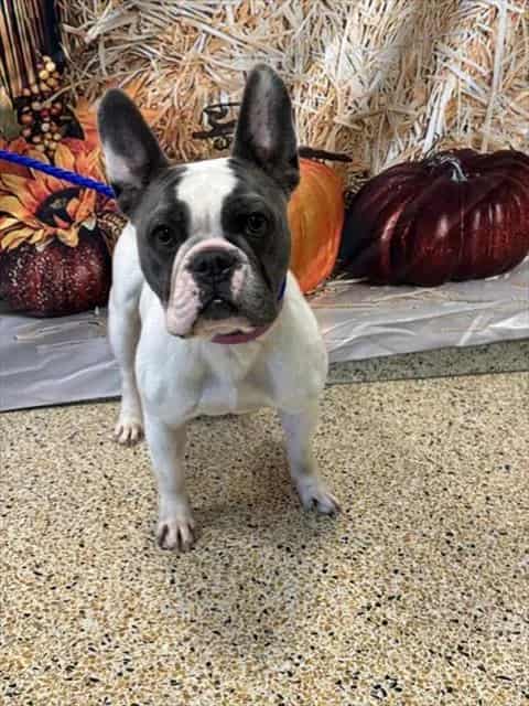 Photo of Leela, adoptable French Bulldog in Miami, Florida