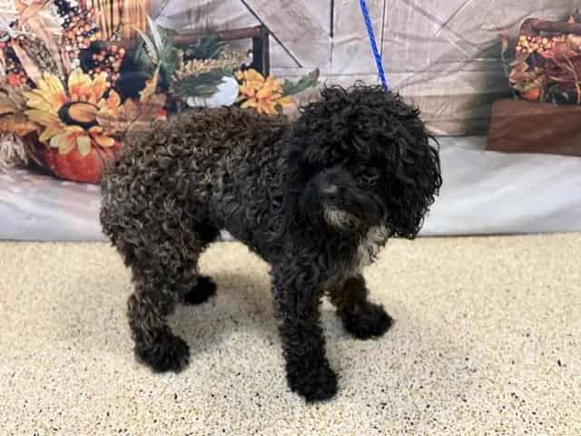 Photo of Zeke, adoptable Poodle - Miniature mix in Miami, Florida