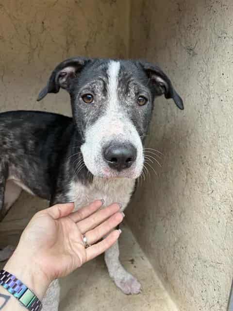 Photo of Blair, adoptable American Pit Bull Terrier mix in Oklahoma City, Oklahoma