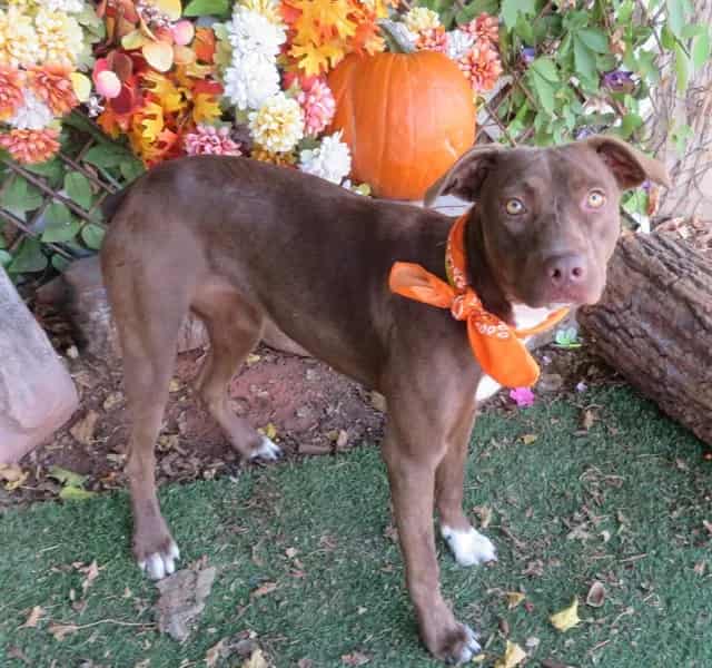 Photo of Brownie, adoptable Labrador Retriever mix in Oklahoma City, Oklahoma