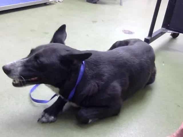 Photo of Senior Shepherd mix, adoptable Shepherd mix in Devore, California
