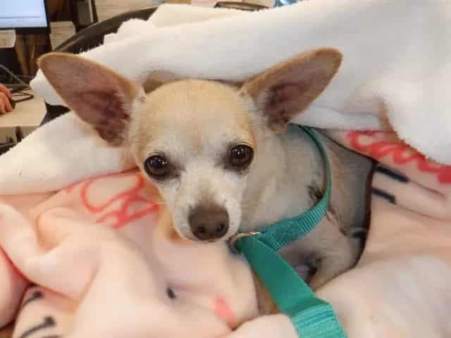 Photo of Squash, adoptable Chihuahua - Smooth Coated in San José, California