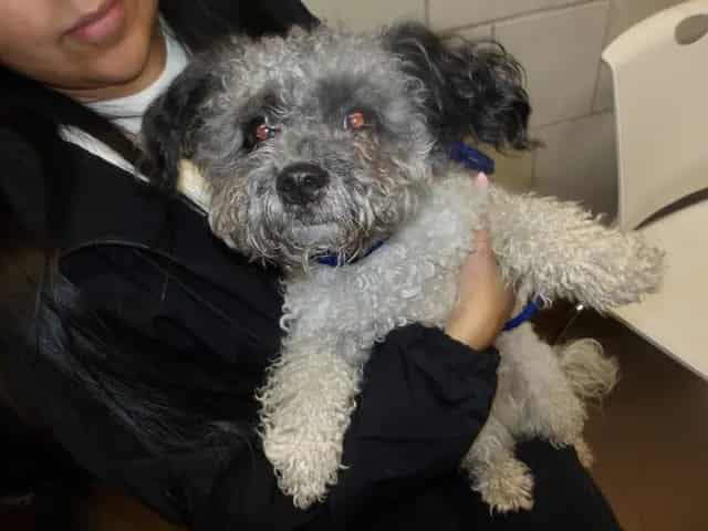 Photo of Senior Poodle - Miniature, adoptable Poodle - Miniature in Chicago, Illinois