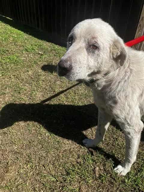 Photo of Apache, adoptable Great Pyrenees