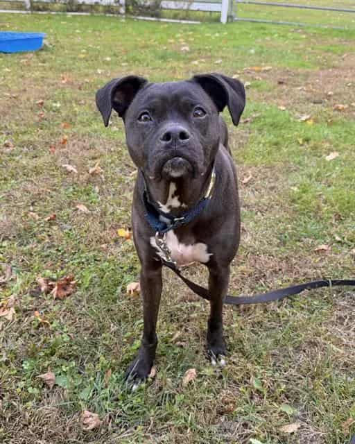 Photo of Shilo, adoptable Labrador Retriever and Staffordshire Bull Terrier in Brewster, Massachusetts