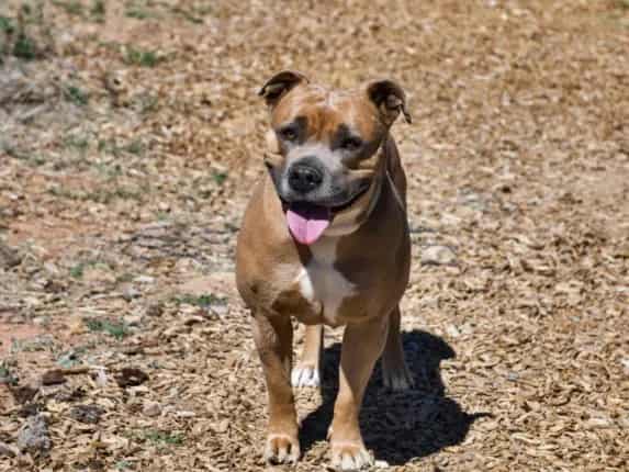 Photo of Allegra, adoptable Mixed Breed in Santa Fe, New Mexico