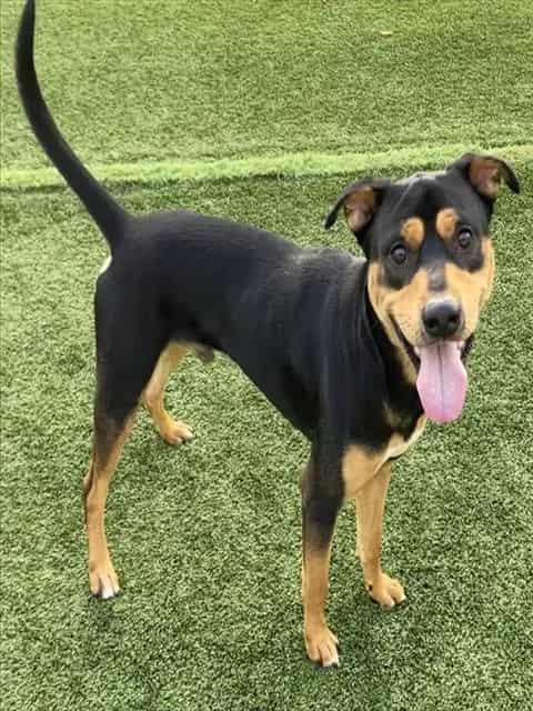 Photo of Lamar, adoptable dog in Palmetto, Florida