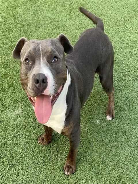 Photo of Riffraff, adoptable dog in Palmetto, Florida