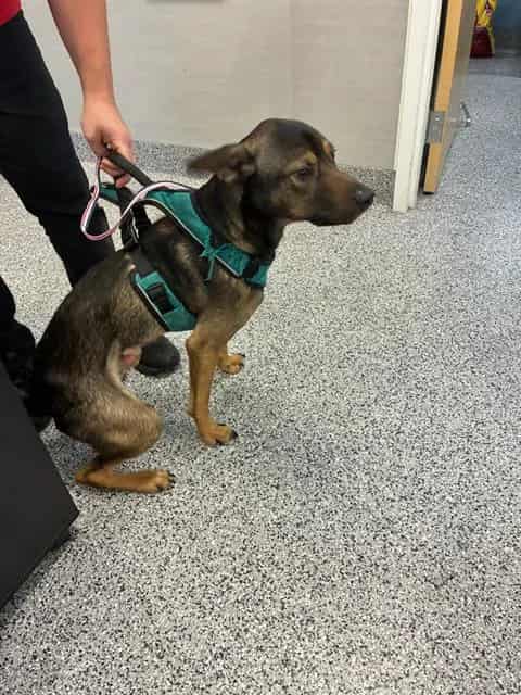 Photo of Tyreek, adoptable dog in Palmetto, Florida