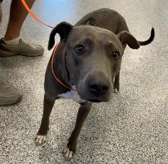 Photo of Annabelle, adoptable dog in Palmetto, Florida