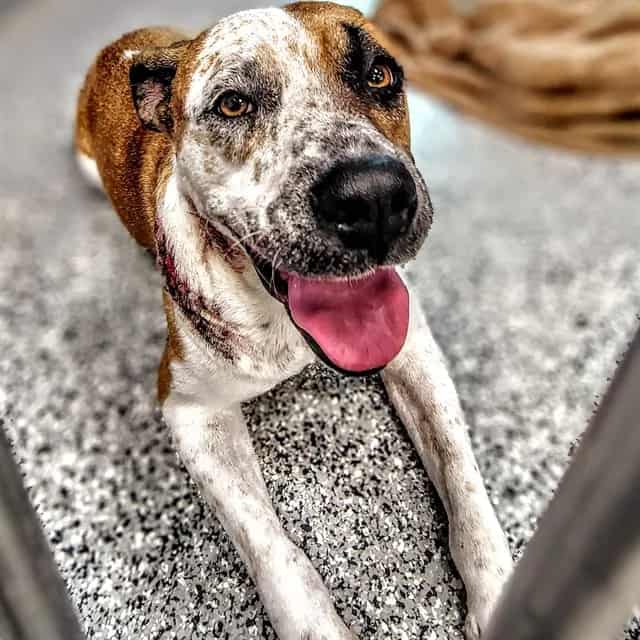 Photo of Senior Dog, adoptable dog in Palmetto, Florida