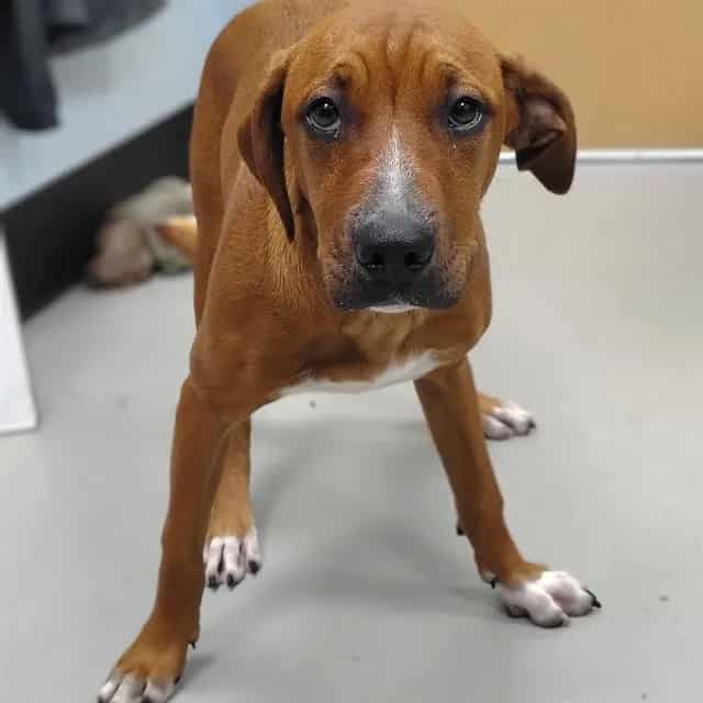 Photo of Pumpkin, adoptable dog in Palmetto, Florida