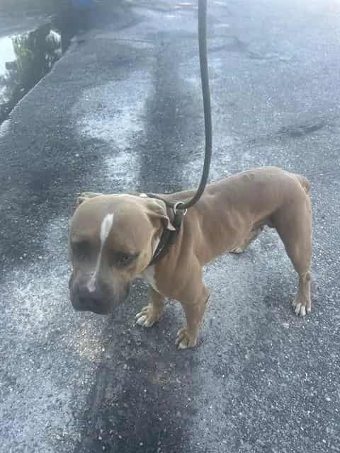 Photo of Xander, adoptable dog in Palmetto, Florida