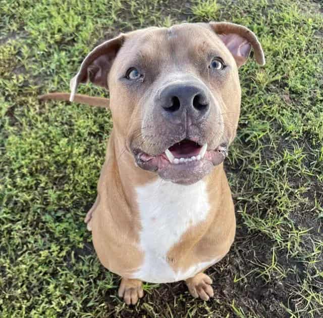 Photo of Senior Dog, adoptable dog in Palmetto, Florida