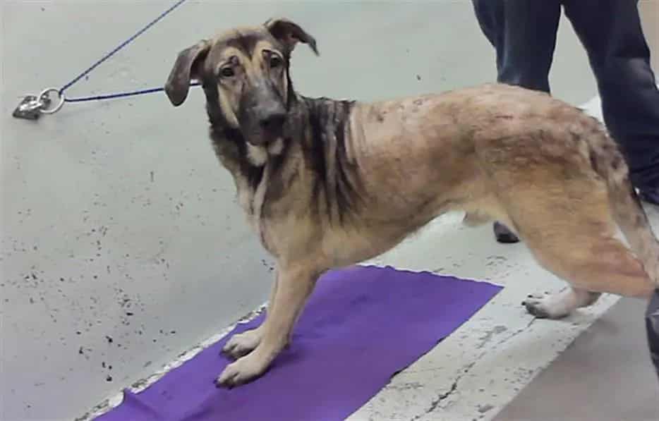 Photo of Hawthorn, adoptable German Shepherd Dog mix in Houston, Texas
