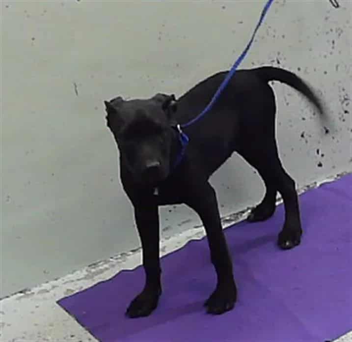 Photo of Fancy, adoptable Staffordshire Bull Terrier mix in Houston, Texas