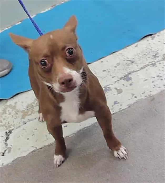 Photo of Pablo, adoptable Chihuahua - Smooth Coated mix in Houston, Texas