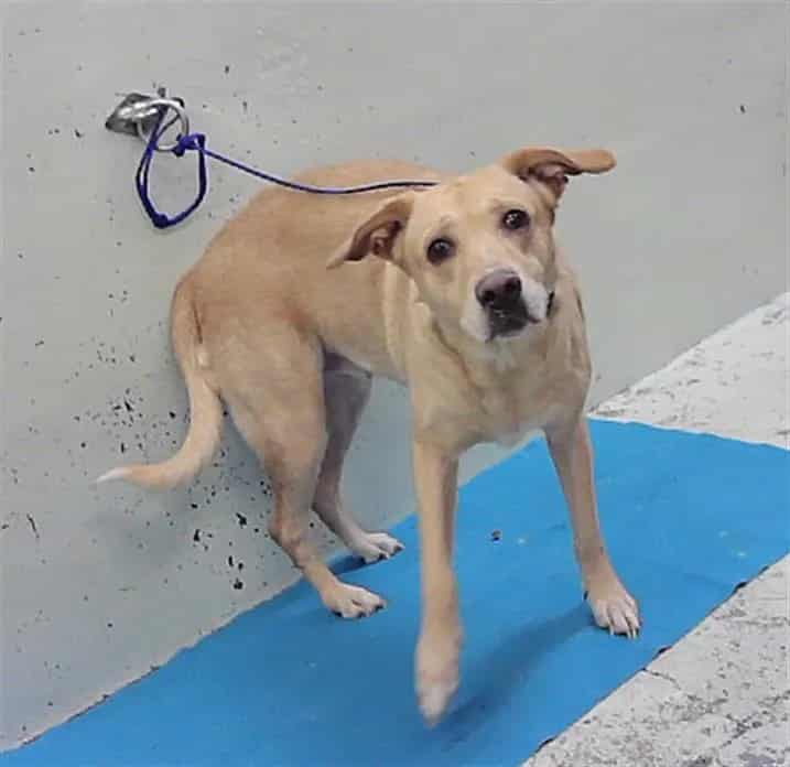 Photo of Poppy, adoptable Labrador Retriever mix in Houston, Texas