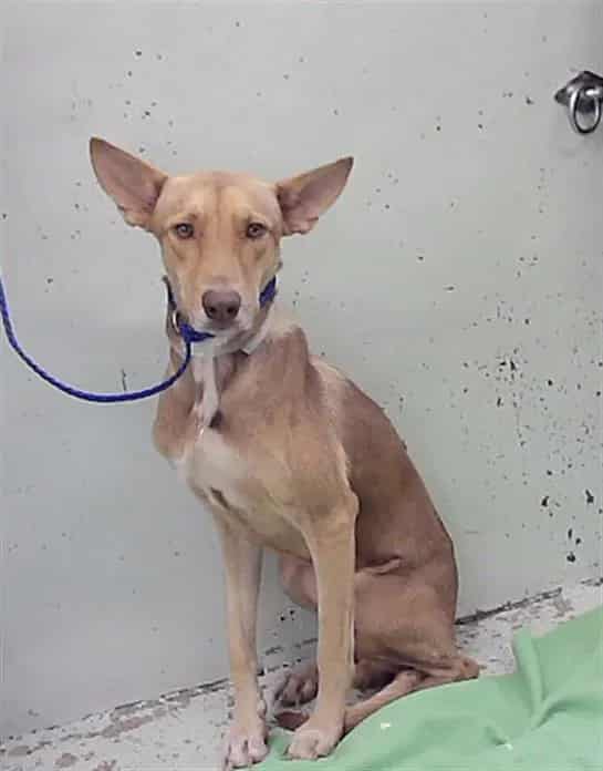 Photo of Copper, adoptable Labrador Retriever mix in Houston, Texas