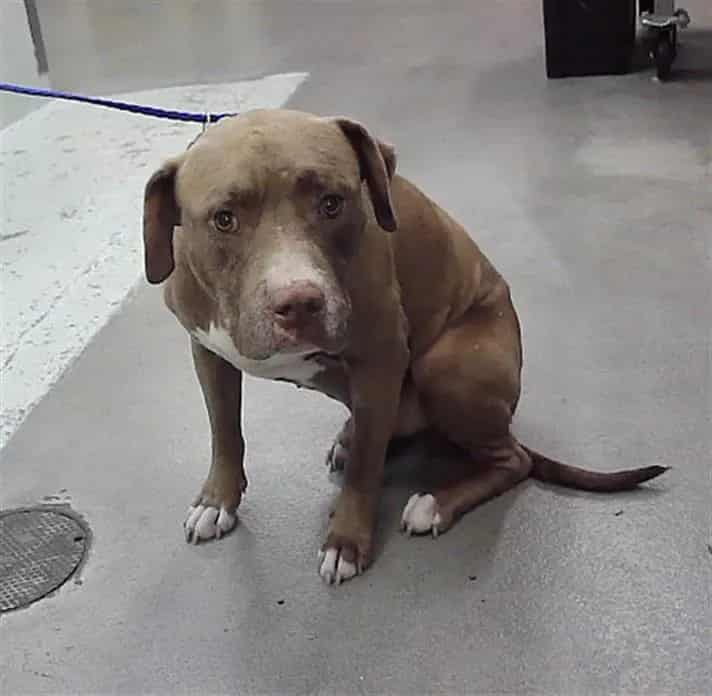 Photo of Dixon, adoptable Labrador Retriever mix in Houston, Texas