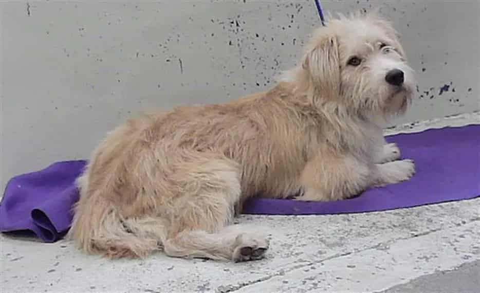 Photo of Peter, adoptable Schnauzer - Giant mix in Houston, Texas