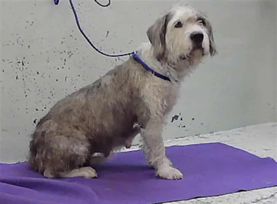 Photo of Marsha, adoptable Schnauzer - Giant mix in Houston, Texas