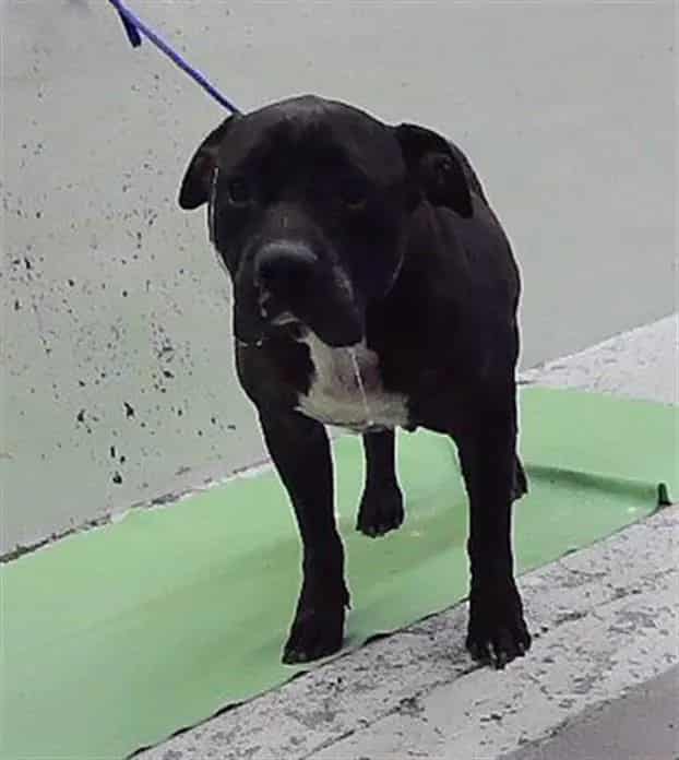 Photo of Loki, adoptable Staffordshire Bull Terrier mix in Houston, Texas