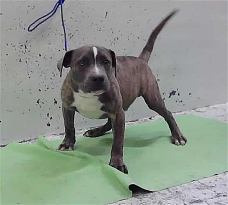 Photo of Yang, adoptable American Staffordshire Terrier mix in Houston, Texas