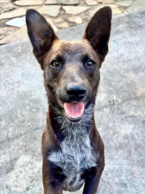 Photo of Emmit, adoptable Australian Cattle Dog mix in Houston, Texas