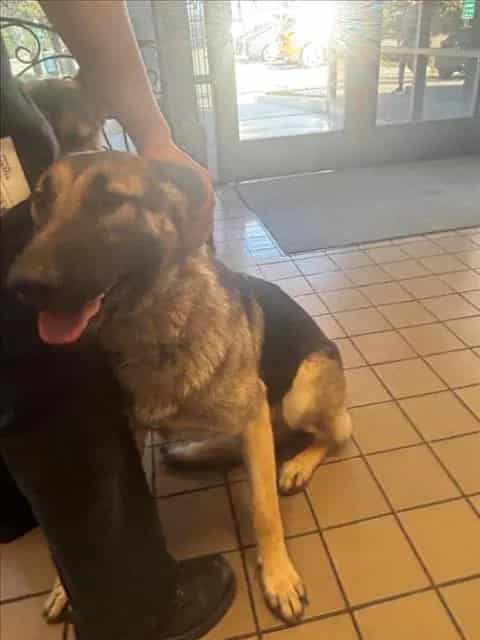 Photo of Rachel, adoptable German Shepherd Dog