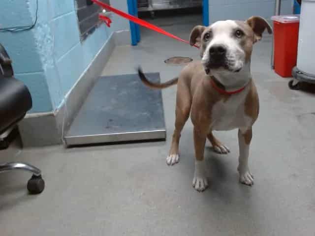 Photo of Hollandaise, adoptable American Pit Bull Terrier mix in Albuquerque, New Mexico