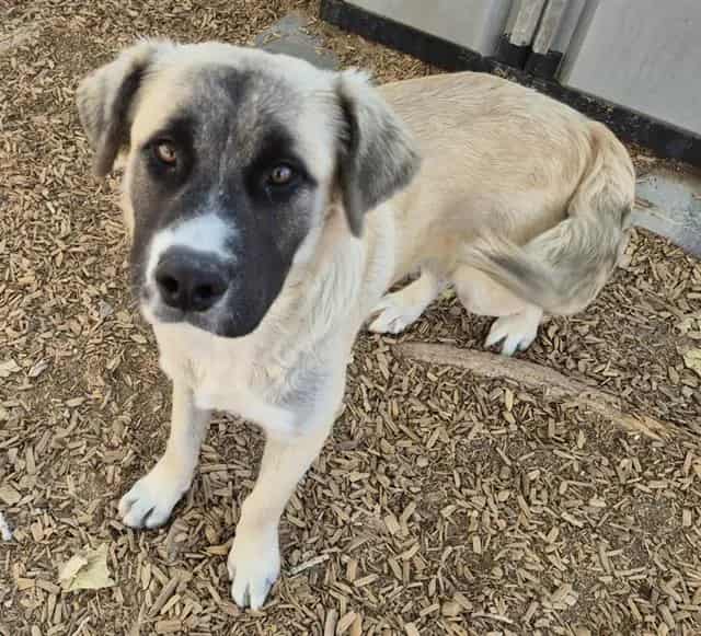 Photo of Leon, adoptable Leonberger mix in Albuquerque, New Mexico