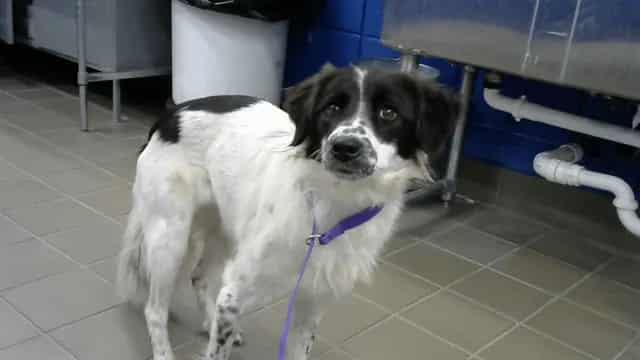 Photo of Sage, adoptable Border Collie and Cocker Spaniel in Albuquerque, New Mexico