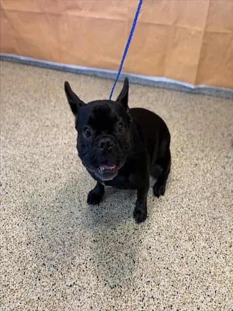 Photo of Jason, adoptable French Bulldog in Miami, Florida