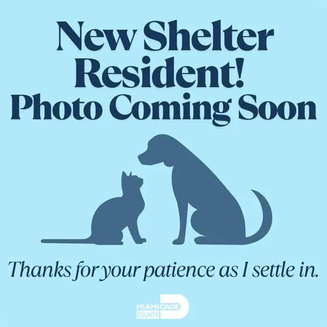 Photo of Tank, adoptable Bulldog mix in Miami, Florida