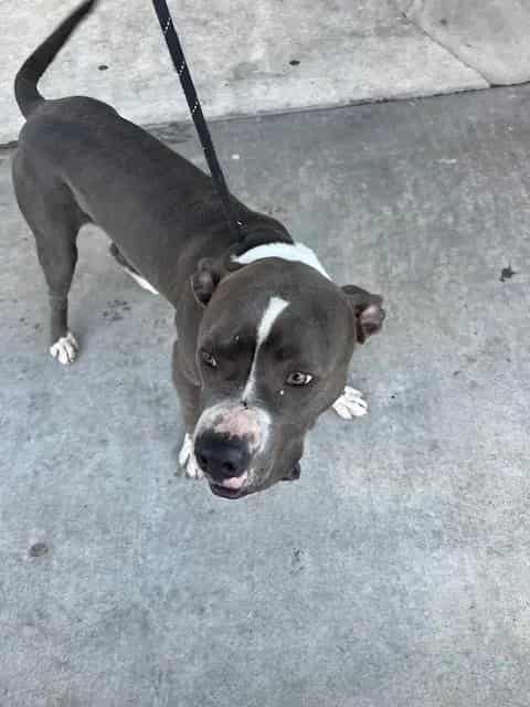 Photo of Rocky, adoptable American Bulldog in Miami, Florida